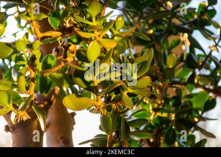 Eine wunderbare, große Crassula ovata auf der Fensterbank, Oval crassula, umgangssprachlich auch der Geldbaum genannt Stockfoto