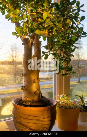 Eine wunderbare, große Crassula ovata auf der Fensterbank, Oval crassula, umgangssprachlich auch der Geldbaum genannt Stockfoto