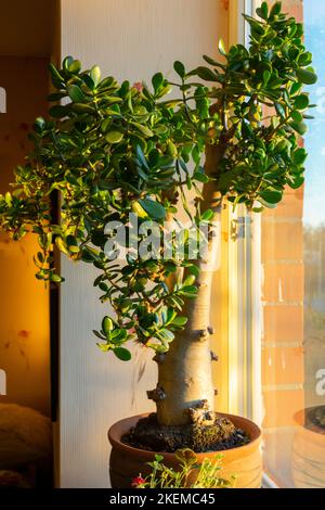 Eine wunderbare, große Crassula ovata auf der Fensterbank, Oval crassula, umgangssprachlich auch der Geldbaum genannt Stockfoto
