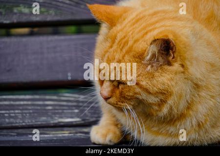 Alte, rothaarige Katze schläft auf einer Holzbank Stockfoto