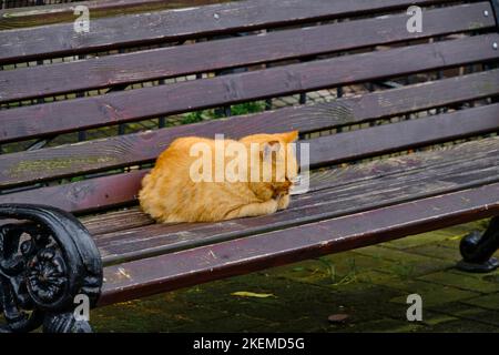Alte, rothaarige Katze schläft auf einer Holzbank Stockfoto