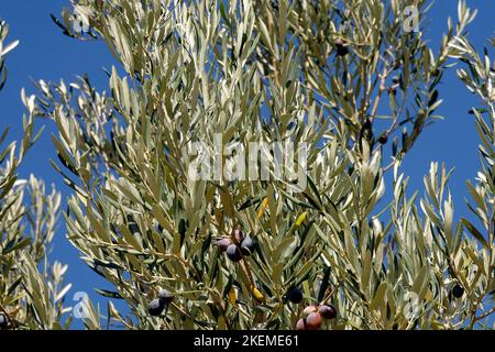 Olivenbäume mit Oliven, die zum blauen Himmel Reifen. Lesbos, Oktober 2022. Stockfoto