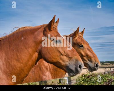 Eine Nahaufnahme von zwei schweren Suffolk Punch Pferden. Aufgenommen an einem sonnigen Sommertag mit blauem Himmel. Stockfoto