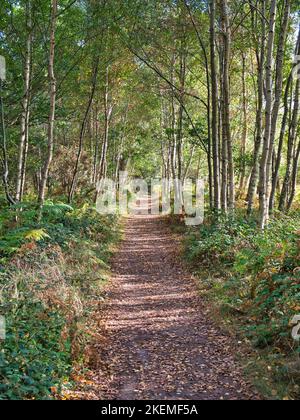Ein Weg durch Bäume und gefallene Blätter bei spätnachmittäglicher Sonne am Ende des Sommers. Aufgenommen in einem öffentlichen Park in Suffolk, England in Großbritannien. Stockfoto