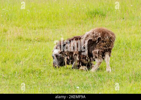 Musk Ox Kalb auf der Weide; die Musk Ox Farm; Palmer; Alaska; USA Stockfoto