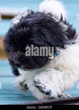 Ein havanesischer Welpe, der schüchtern ist. Unsicher, ob er spielen oder weglaufen will. Stockfoto