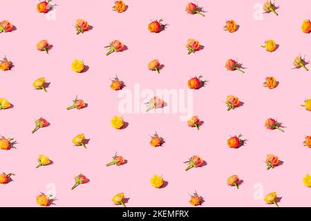 Schöne rote und gelbe Rosen in einem Muster auf einem pastellrosa Hintergrund angeordnet. Valentinstag-Konzept-Banner. Stockfoto