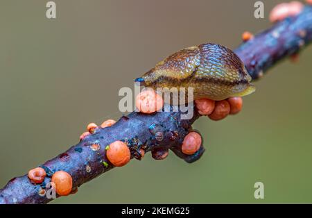 Kleine Schnecke auf einem Zweig mit Pilzen Stockfoto