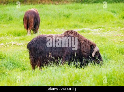 Musk Ox auf der Weide; The Musk Ox Farm; Palmer; Alaska; USA Stockfoto