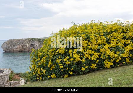 Senecio angulatus oder schleichender Groundsel oder Kapefeu Sukkulente Blütenpflanze in der Familie der Asteraceae mit reichlichen gelben Blüten Stockfoto