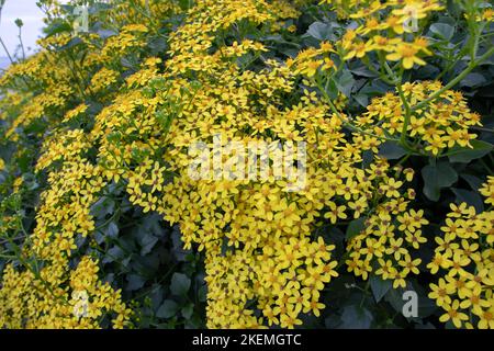 Senecio angulatus oder schleichender Erdsel oder Kapefeu Sukkulente Blütenpflanze in der Familie der Asteraceae mit reichlichen gelben Blüten in der Nähe Stockfoto