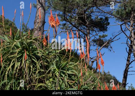 Aloe arborescens, die krantz Aloe oder Kandelaber Aloe blühende Pflanze mit leuchtend rot-orangen Blüten. Stockfoto