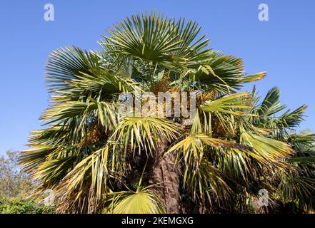 Trachycarpus fortunei, die chinesische Windmühlenpalme, Windmühlenpalme oder Chusan-Palmenpflanze mit Früchten Stockfoto