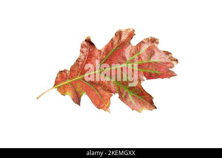 Herbstlaub aus roter Eiche isoliert auf weiß. Herbsttrockenes Laub. Stockfoto