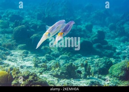 MehrfarbigTiefsee-Unterwasser Pharao Tintenfisch Sepia pharaonos Stockfoto