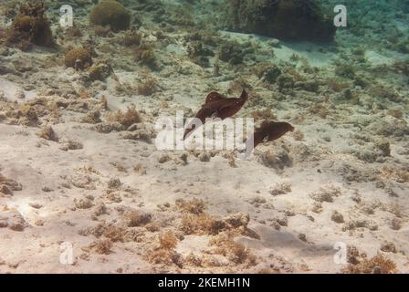 MehrfarbigTiefsee-Unterwasser Pharao Tintenfisch Sepia pharaonos Stockfoto