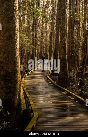 Single Hiker führt im Winter über den Boardwalk durch Marsh im Congaree National Park Stockfoto