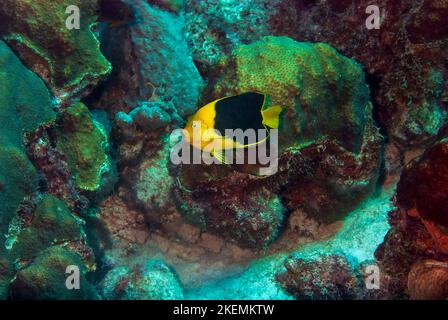 Rock Schönheit angelfish auf Korallenriff bei Bonaire Insel in der Karibik Stockfoto