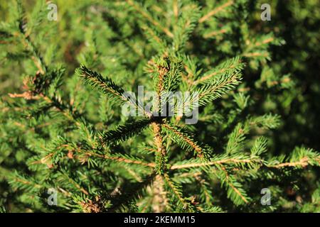 Junge Fichtendecke in der Sonne mit anderen Bäumen im Hintergrund gedrängt. Alles grüne Natur Nadelbaum Wald Hintergrund. Konzept Junge Bäume wachsen Stockfoto