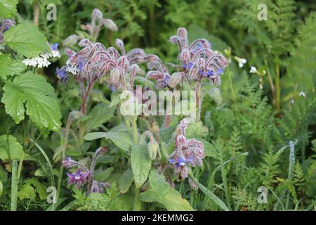 Borretsch auf einer Kräuterwiese mit Morgentau Stockfoto