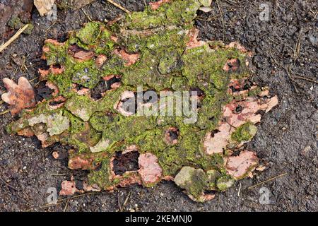 Ein Stück mosierte Baumrinde liegt auf erdigem Boden. Stockfoto