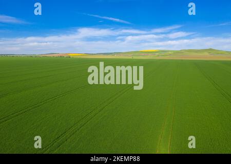 Luftaufnahme eines frischen grünen Maisfeldes im Frühling, ländliche Landschaft von der Drohne Stockfoto