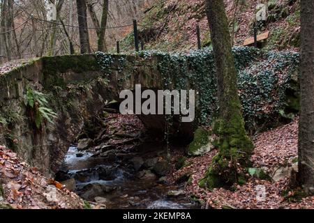 Pflanzen wachsen an einem Wintertag auf einer Brücke über einen kleinen Bach entlang eines Wanderweges im Binger Wald. Stockfoto