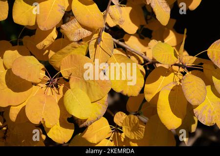 Die Blätter des Perückenbaums leuchten in der Herbstsonne gelb Stockfoto