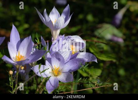 Im Herbst wachsen purpurrote Herbstkrokus mit gelben Pollen, versteckt im Unterholz der Natur. Stockfoto