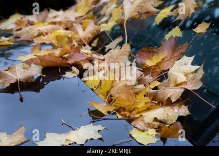 Im Herbst, nach dem Regen, gibt es viele bunte Herbstblätter, die von Bäumen auf einer Windschutzscheibe gefallen sind. Stockfoto