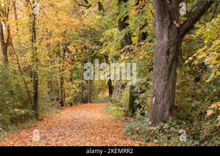 Im Herbst ist ein Weg durch den Wald mit vielen gelben Blättern übersät. Es gibt tote Blätter auf den Bäumen. Stockfoto