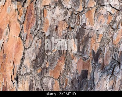 Die Rinde eines Baumes mit einem ungewöhnlichen Muster auf einem großen Plan. Stockfoto
