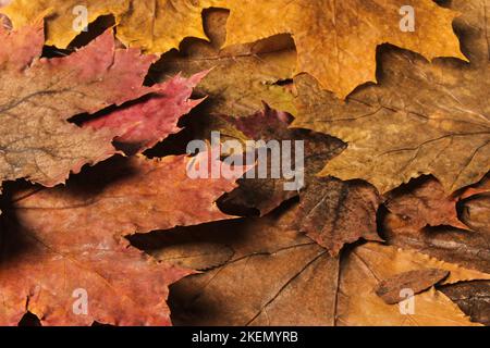 Mehrfarbige trockene Herbstahornblätter Stockfoto