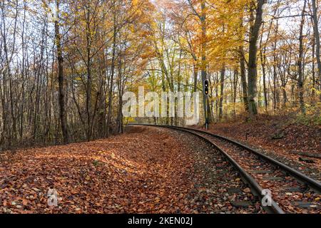 Eisenbahn im Herbstwald Stockfoto