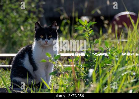 Black And White cat Stockfoto