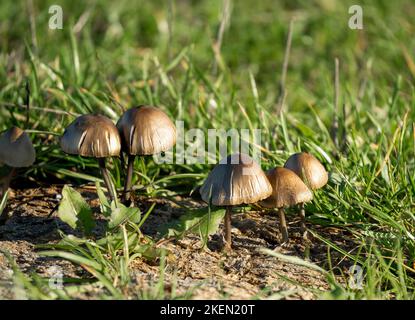 Nahaufnahme einer Petticoat Mottlegill-Truppe von Pilzen (Panaeolus papilionaceus) Stockfoto