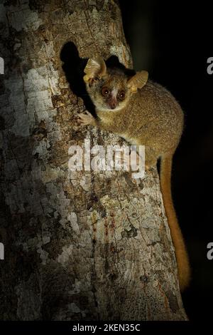 Grauer Mauslemur - Microcebus murinus auch grauer oder kleiner Mauslemur, Nachtlemur am Baum, dunkelschwarzer Kirindy-Wald, endemisches Tier in Madagaskar Stockfoto