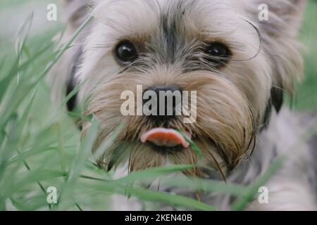 Ein kleiner niedlicher Hündchen zeigt Zunge. Yorkshire Terrier Welpenportrait im grünen Gras Stockfoto