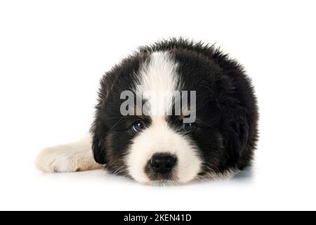 Miniatur American Shepherd vor weißem Hintergrund Stockfoto