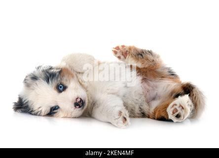 Miniatur American Shepherd vor weißem Hintergrund Stockfoto