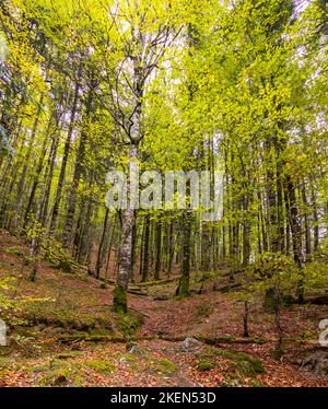 Selva de Irati, Paraíso en otoño. Pirineo navarro, España Stockfoto