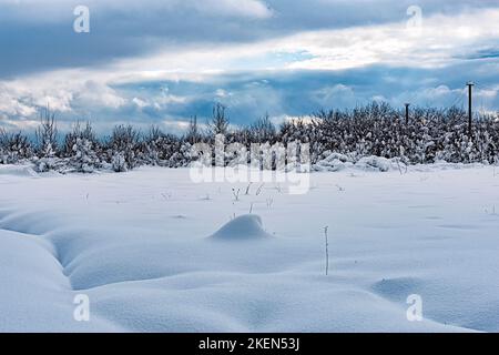 Landschaft eines Feldes, das mit tiefen Schneeverwehungen am Waldrand bedeckt ist Stockfoto