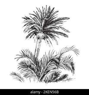 Handgezeichnete Skizze Handfläche Handgezeichnete Skizze Handfläche Stock Vektor