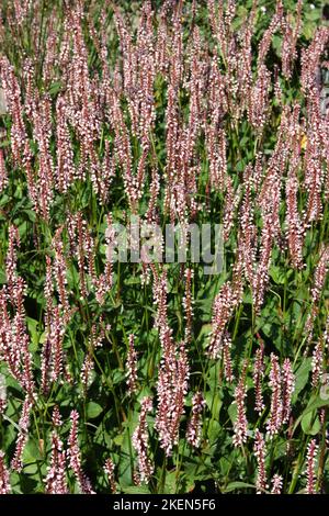 Bergfleece (Persicaria amplexicaulis) im Garten. Stockfoto