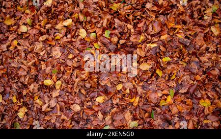 Selva de Irati, Paraíso en otoño. Pirineo navarro, España Stockfoto