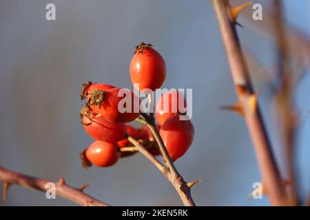 Reife Hagebutten auf einem Busch. Rote medizinische Früchte des Briars Stockfoto