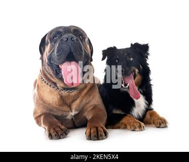 Cane corso und australian Shepherd vor weißem Hintergrund Stockfoto
