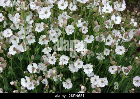 Sea Campion (Silene uniflora) im Garten. Stockfoto