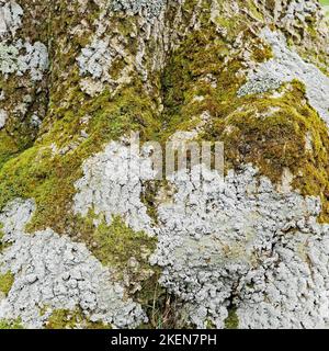 Eine große Vielfalt an Moos, Lichen und Algen, die auf der Basis eines Baumes in der Nähe von aber Falls Snowdonia North Wales wachsen Stockfoto