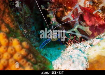 Ein Bild von einem schönen und transparenten Pederson Cleaner Shrimp Stockfoto